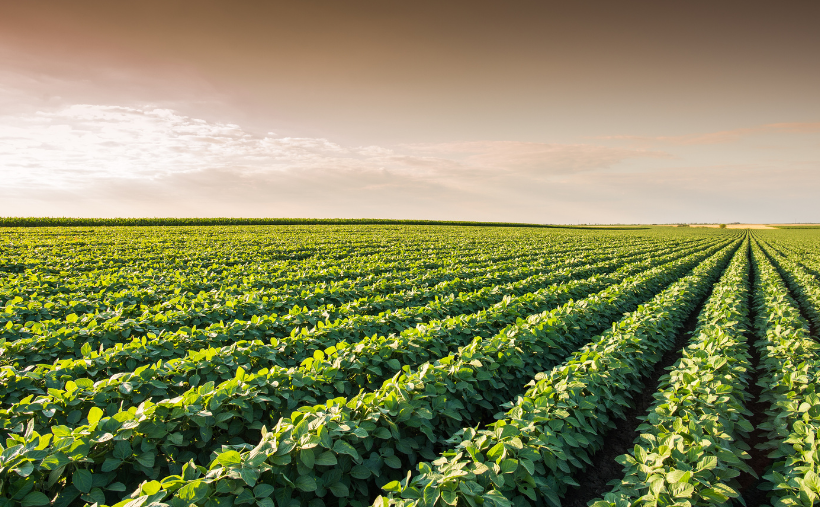 Soybean