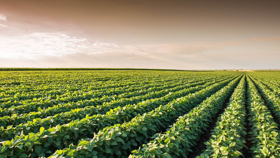 Soybean