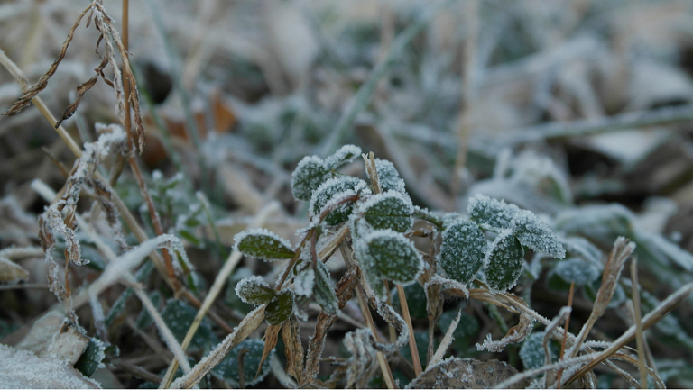 FROST SEEDING CLOVER OFFERS WIDE RANGE OF BENEFITS | EverGRO