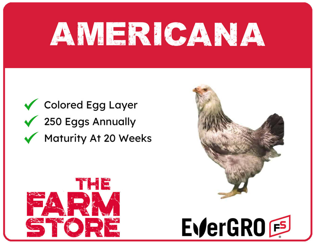 Americana chicks available at The Farm Stores