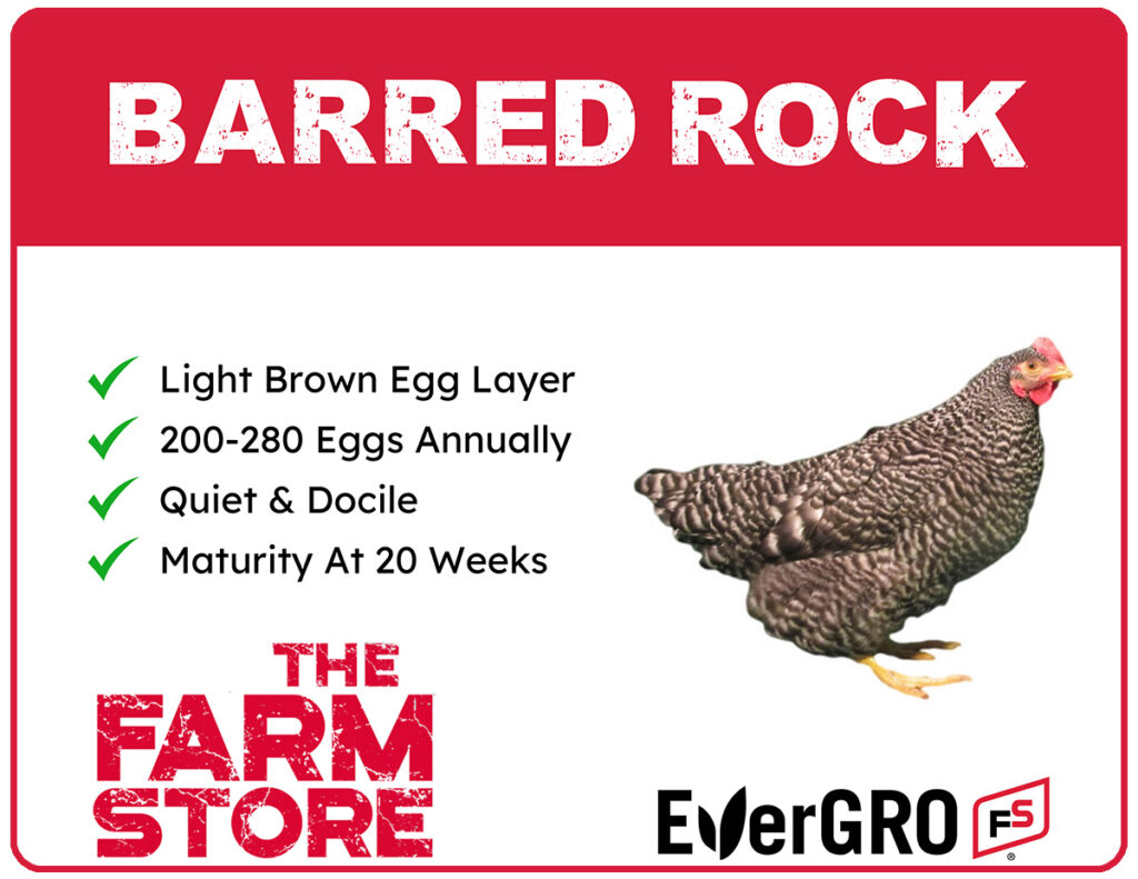 Barred Rock chicks available at The Farm Stores