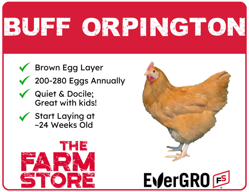 Buff Orpington chicks available at The Farm Stores