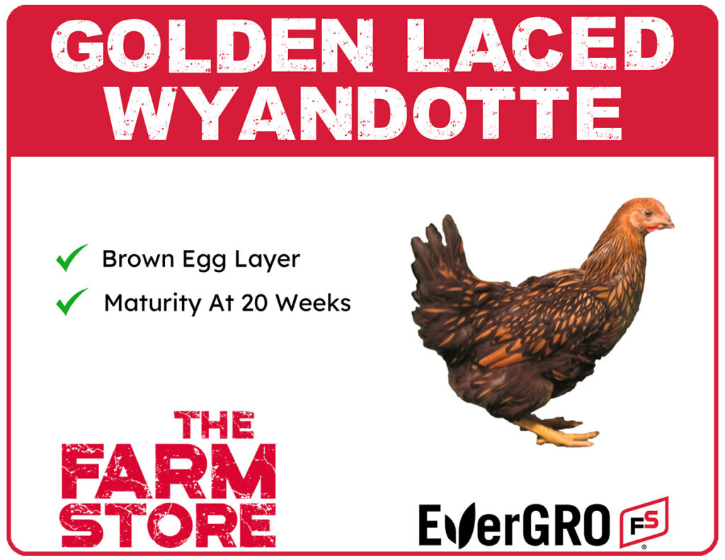 Golden Laced Wyandotte chicks available at The Farm Stores