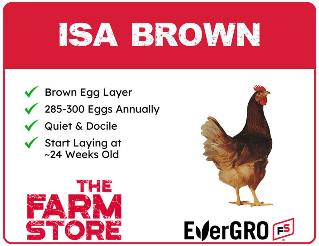 Isa Brown chicks available at The Farm Stores