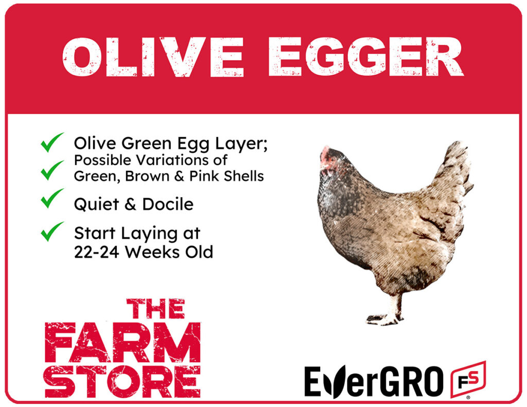 Olive Egger chicks available at The Farm Stores