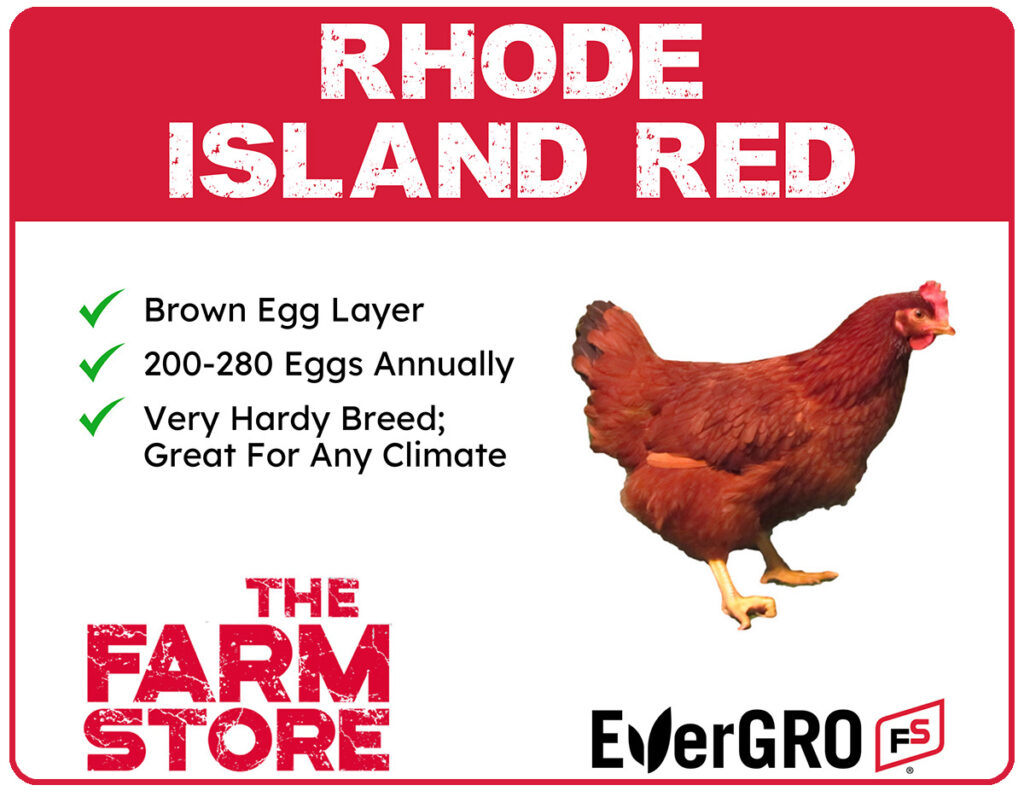 Rhode Island Red chicks available at The Farm Stores