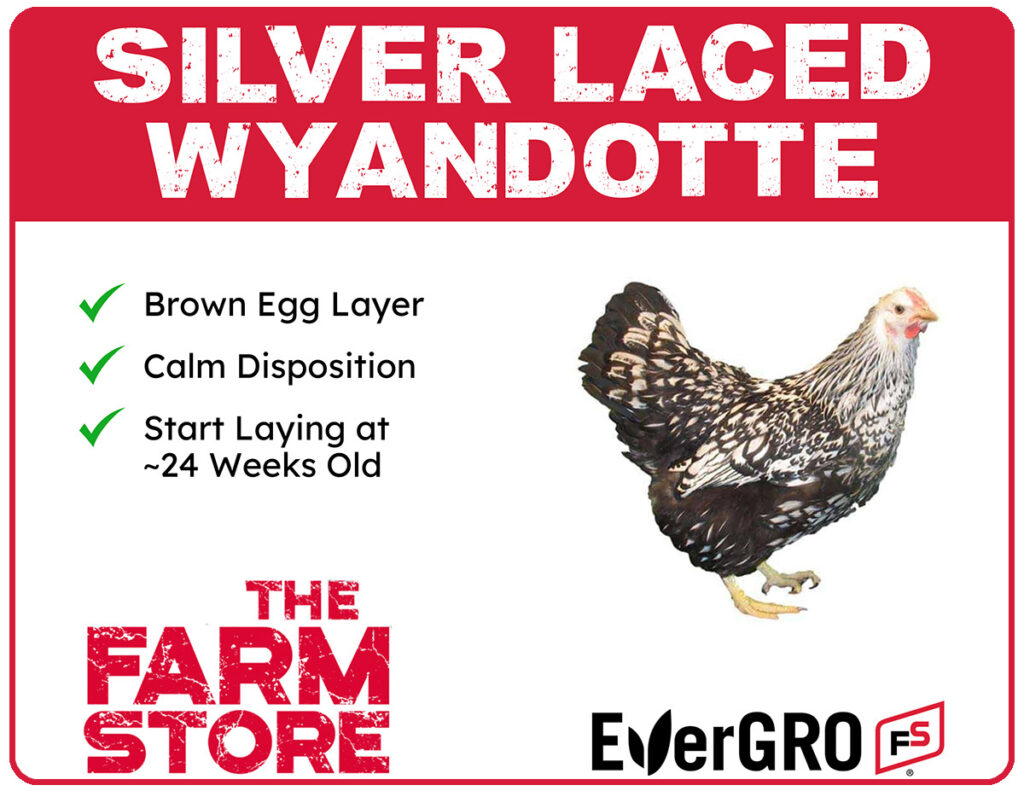 Silver Laced Wyandotte chicks available at The Farm Stores