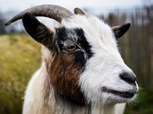 EverGRO goat and sheep feed, supplements and minerals
