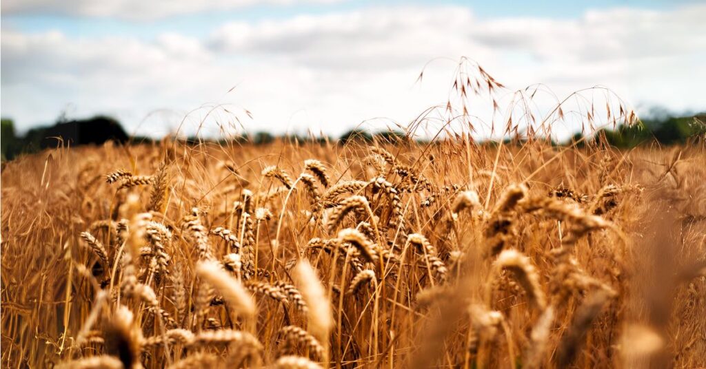 wheat field