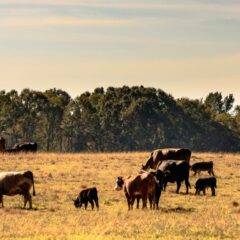 cattle grazing during drought