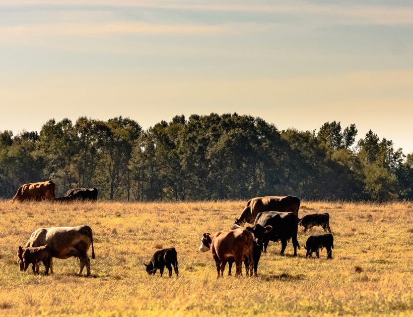 cattle grazing during drought