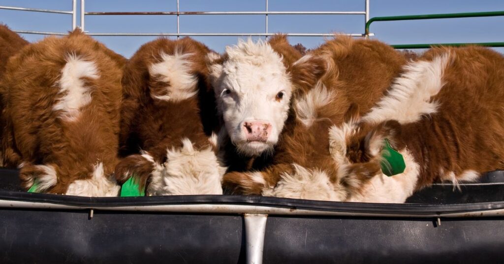 calves eating out of bunk feeder