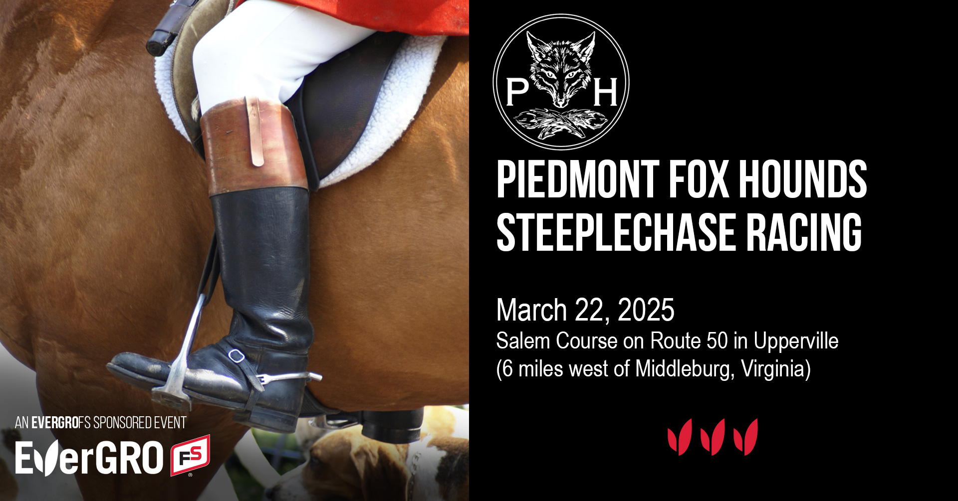 Piedmont Fox Hound races