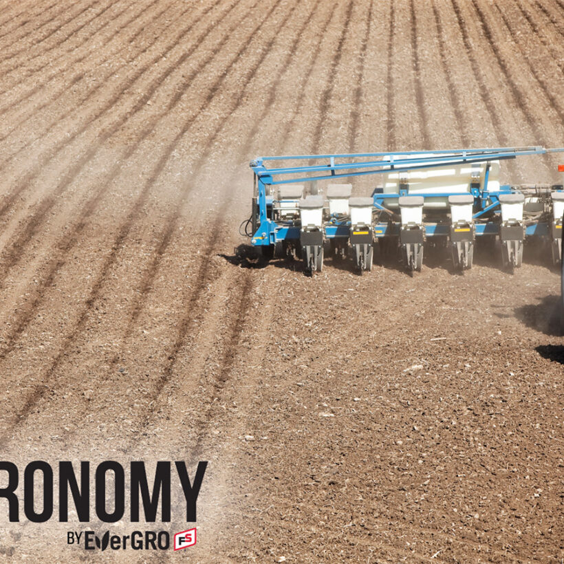 Early planting of Corn