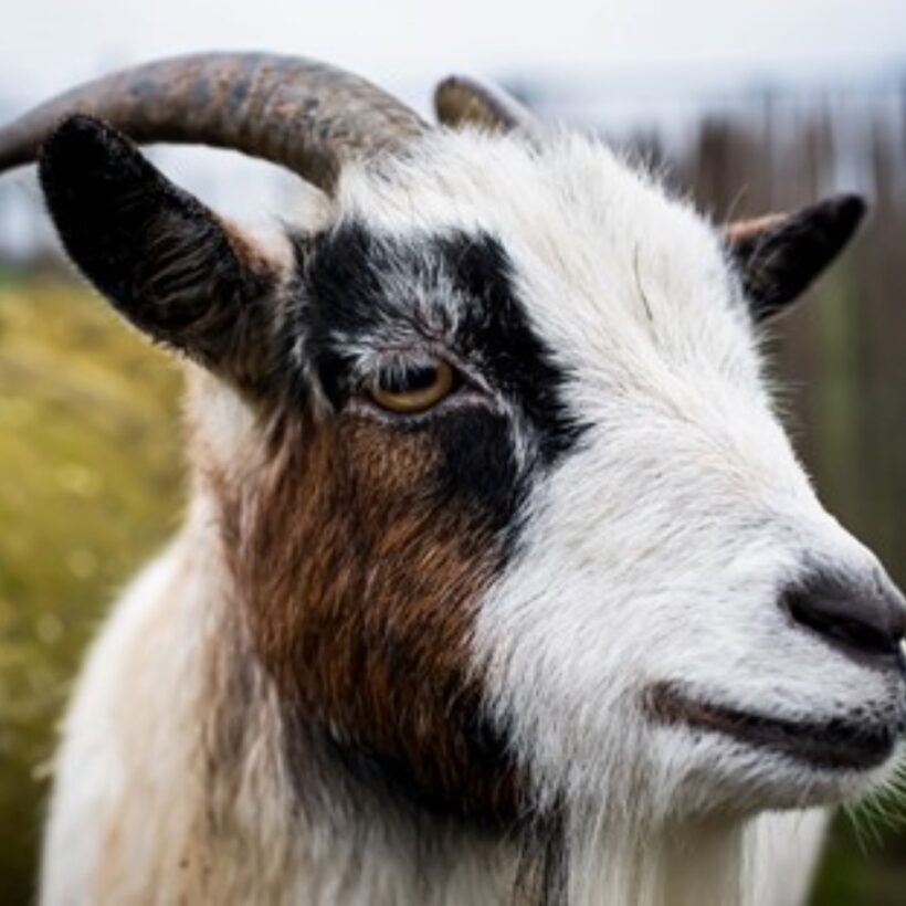 goat head