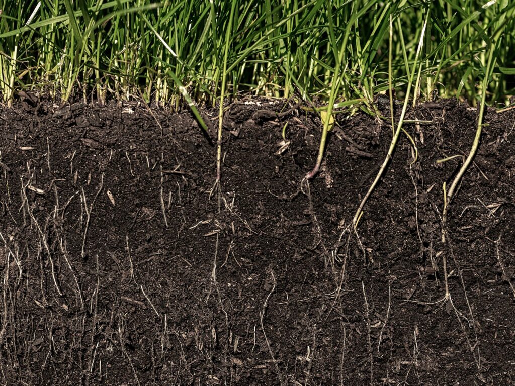 soil wit grass roots