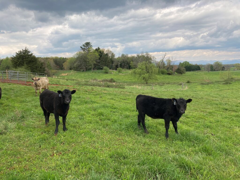 calves in field