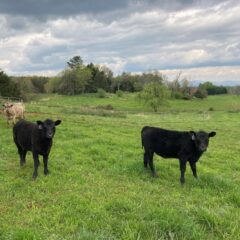 calves in field