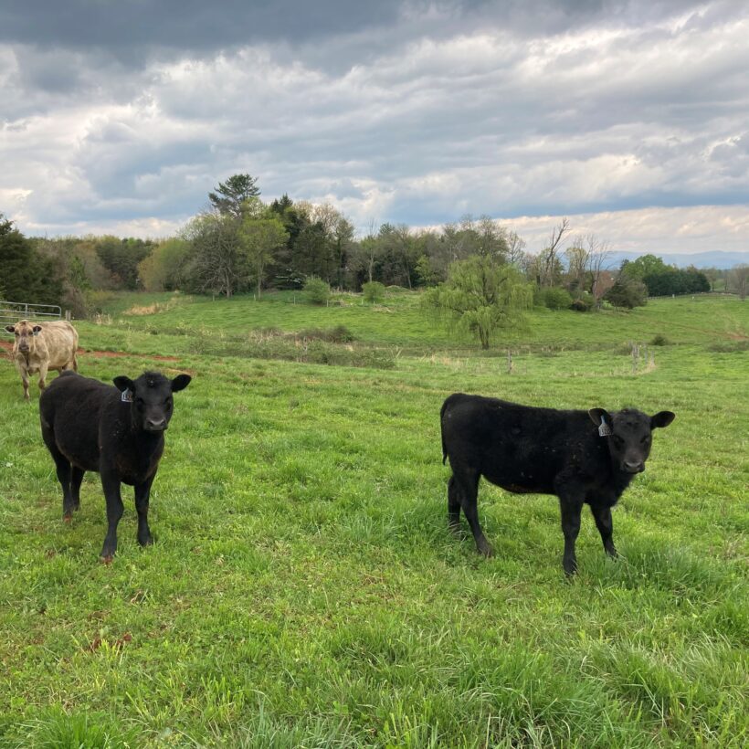 calves in field