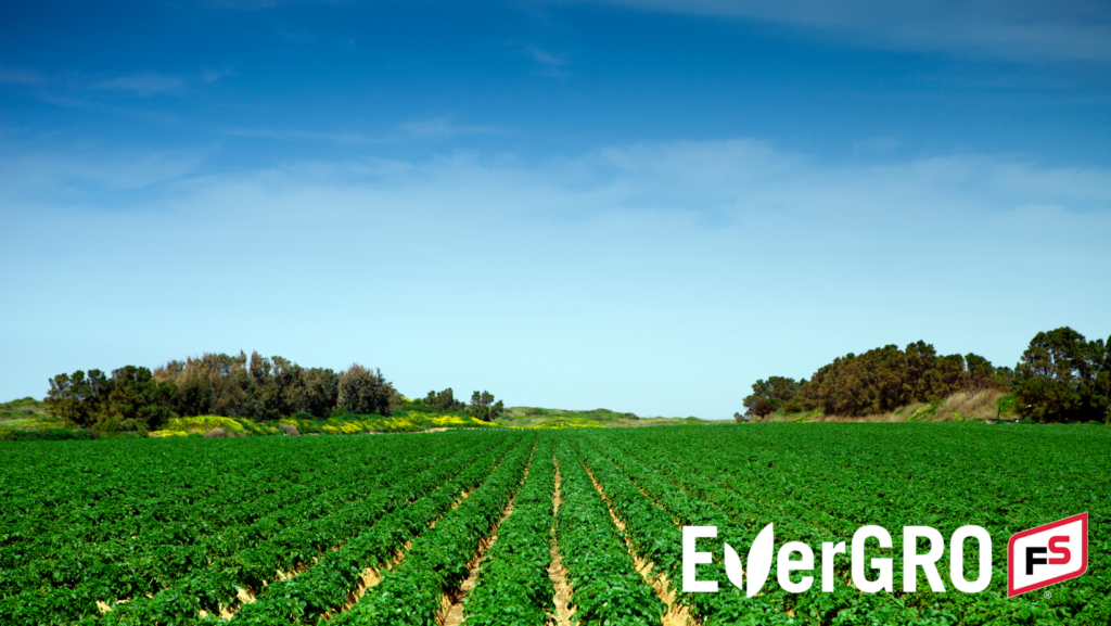 field of soybeans