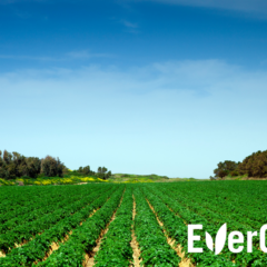 field of soybeans