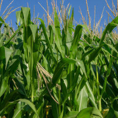 Corn Field by EverGRO FS