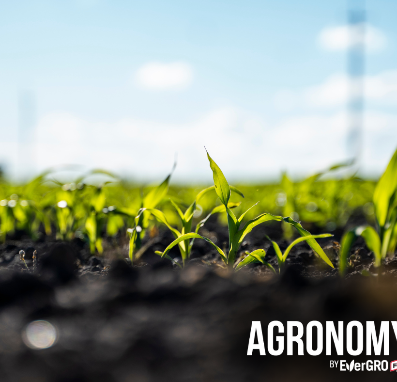 growing corn