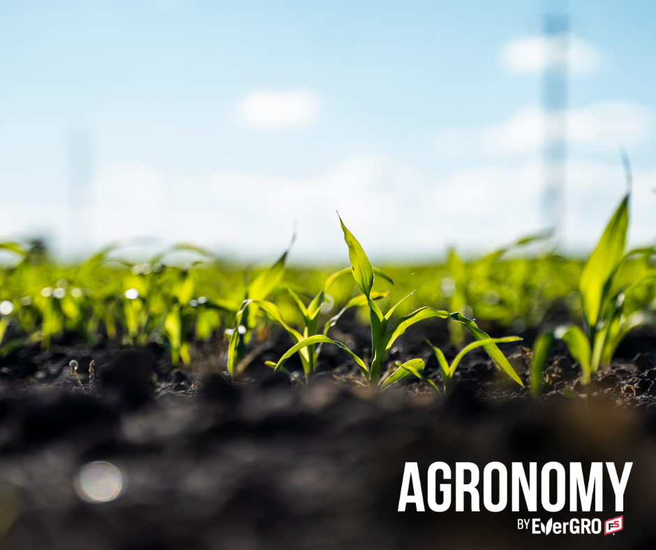 growing corn