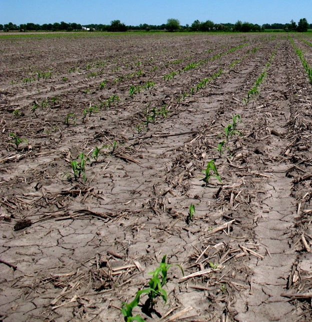 replant corn