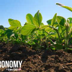 soybeans with agronomy by evergro fs logo