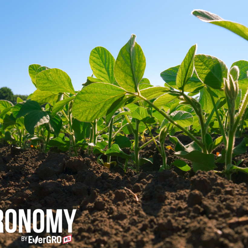 soybeans with agronomy by evergro fs logo