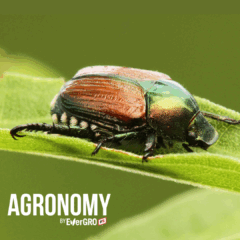 japanese-beetles