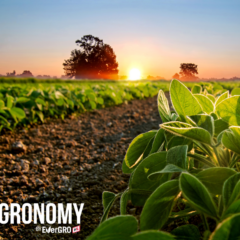 soybean field