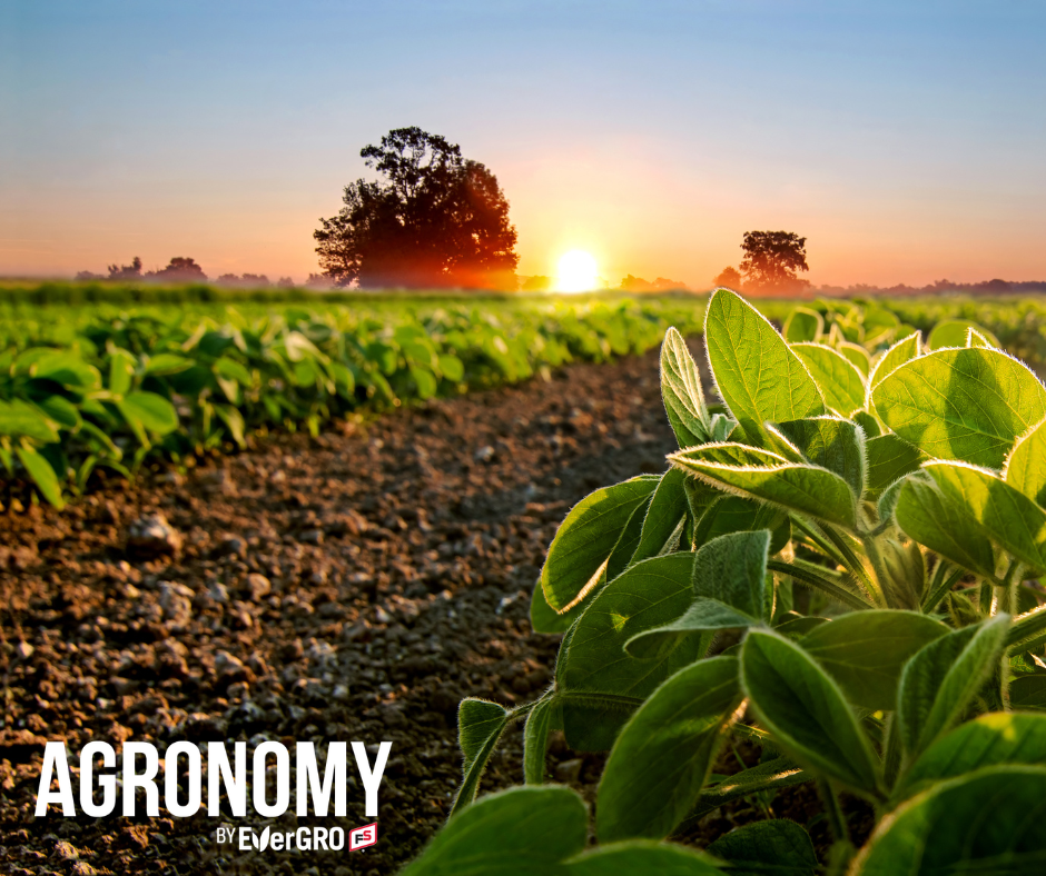 soybean field