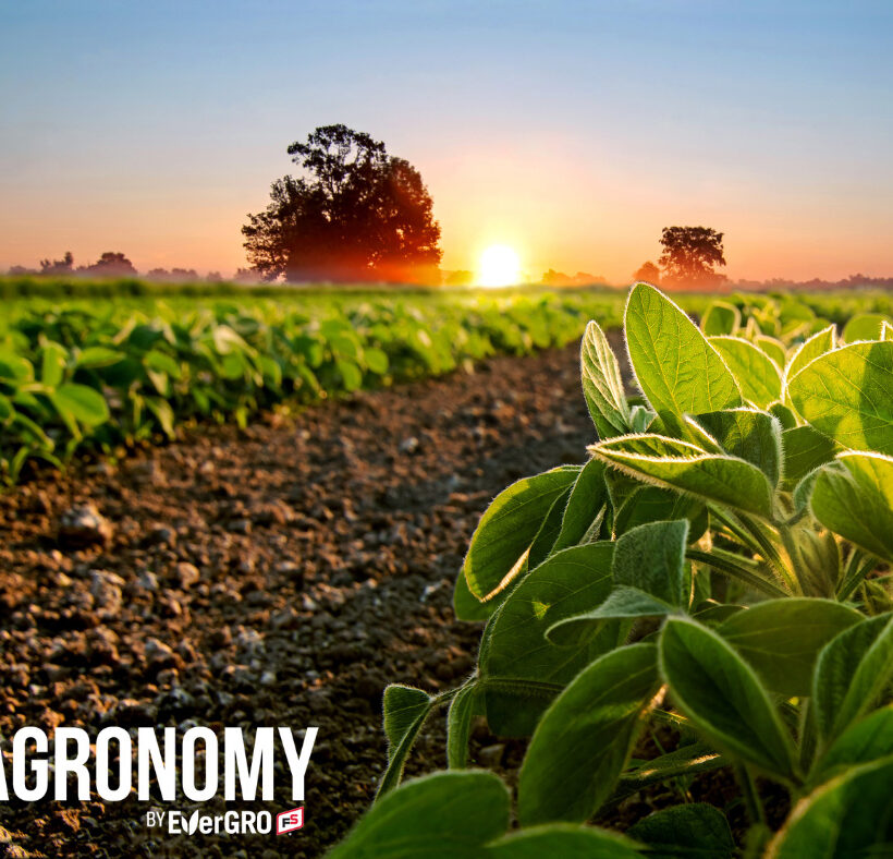 Soybean plants