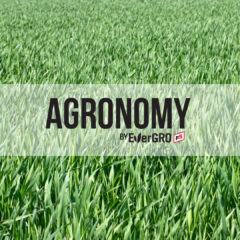 Cover Crop Mixtures for Corn-Soy Rotations and Herbicide Residue Considerations