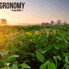 late-season soybean field