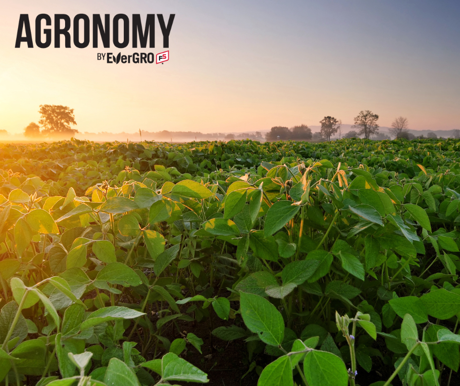 late-season soybean field