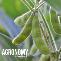 soybean pods