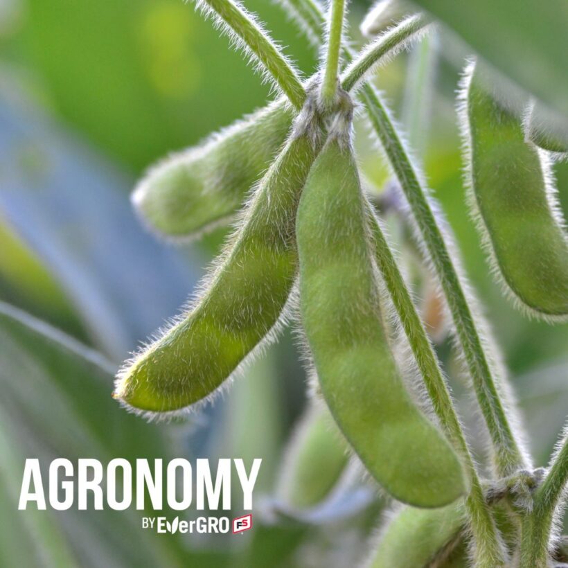 soybean pods