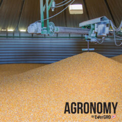 Grain Handling & Storage: An Art or a Science?