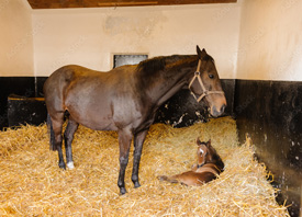 The Farm Store by EverGRO FS has several brands of bedding products for your equine health and comfort
