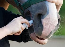 The Farm Store by EverGRO FS has a variety of products for your equine health and comfort