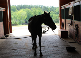 The Farm Store by EverGRO FS has a wide variety products for your equine health and comfort