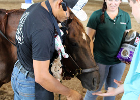 The Farm Store by EverGRO FS has all the nutritional supplements for your equine health