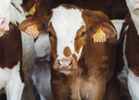 The Farm Store by EverGRO FS has a variety of products for livestock fly and pest control