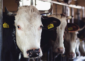 The Farm Store by EverGRO FS has a variety of products for livestock fly and pest control