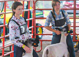 The Farm Store by EverGRO FS has a variety of products to help you keep your livestock show ready
