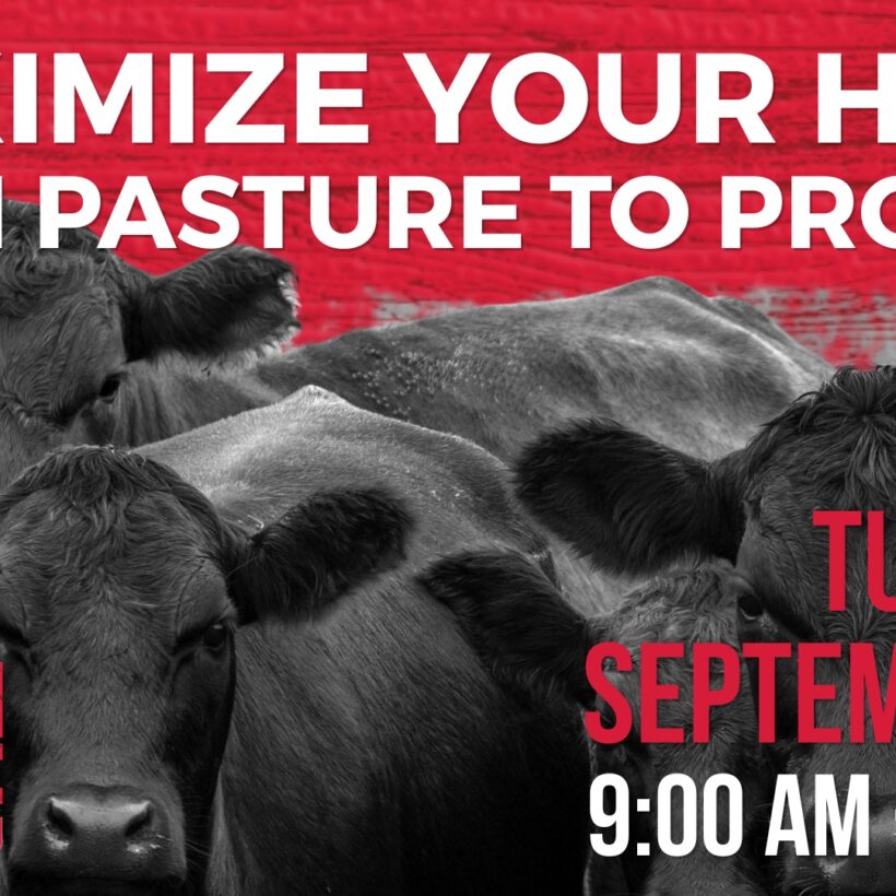 Cattle Meeting Banner Image